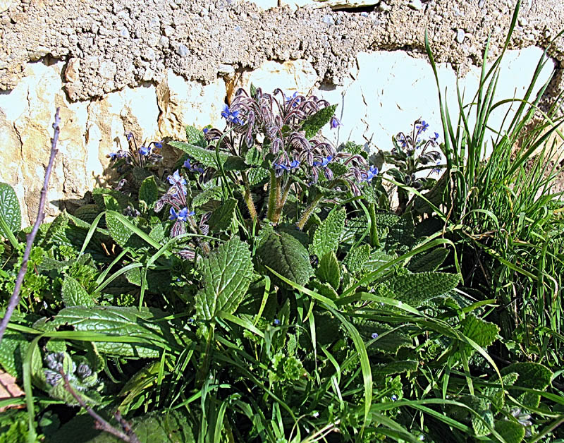 Borago officinalis L.